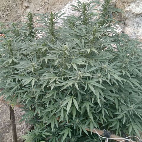 Glookies growlog timeline photo