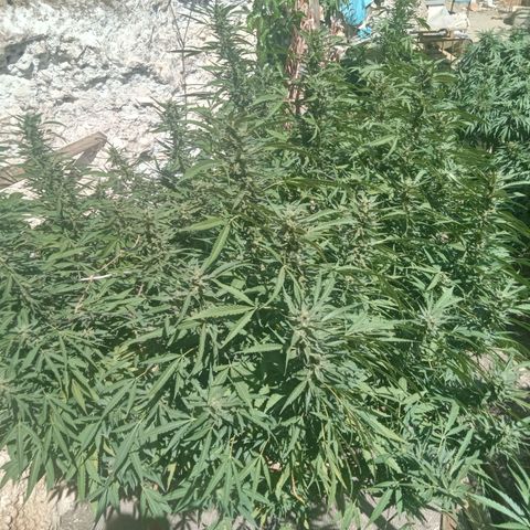 Glookies growlog timeline photo