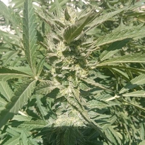 Glookies growlog timeline photo