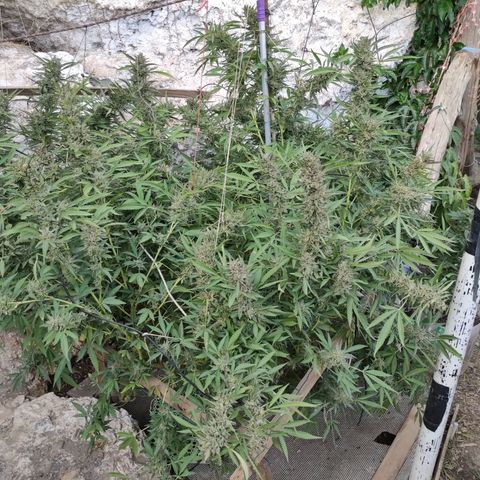 Glookies growlog timeline photo
