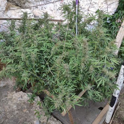 Glookies growlog timeline photo