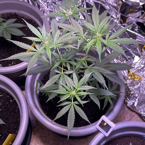 Orion F1 growlog timeline photo