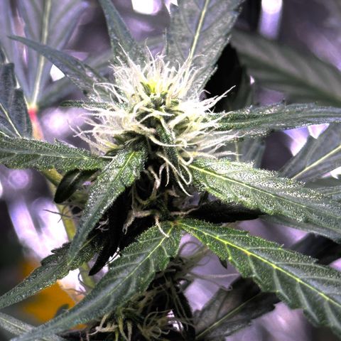 Orion F1 growlog timeline photo