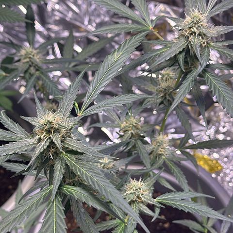 Orion F1 growlog timeline photo
