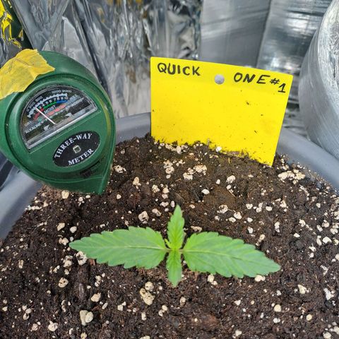 Quick One 1 growlog timeline photo