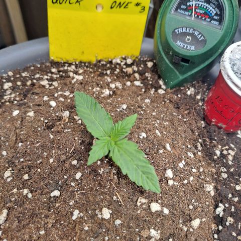 Quick One 3 growlog timeline photo