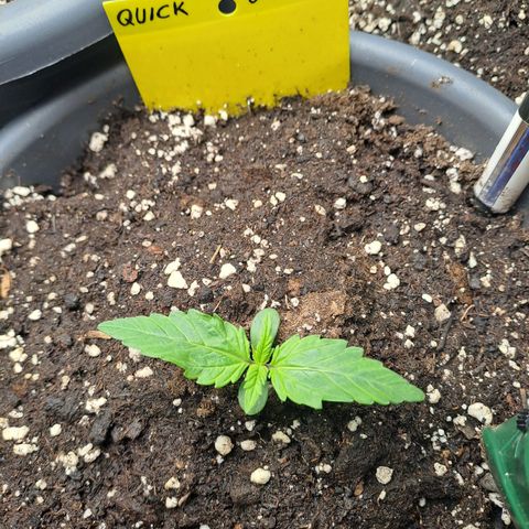Quick One 2 growlog timeline photo