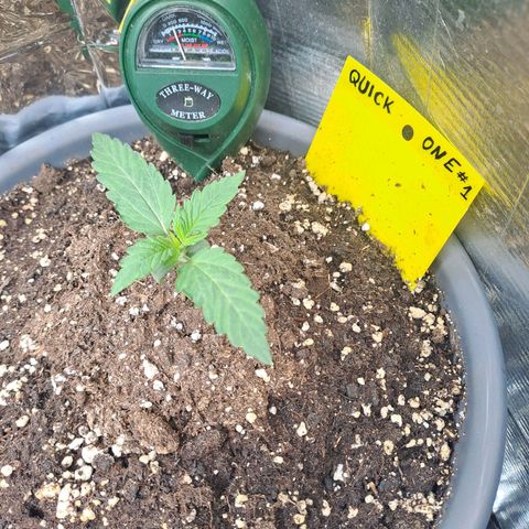 Quick One 1 growlog timeline photo
