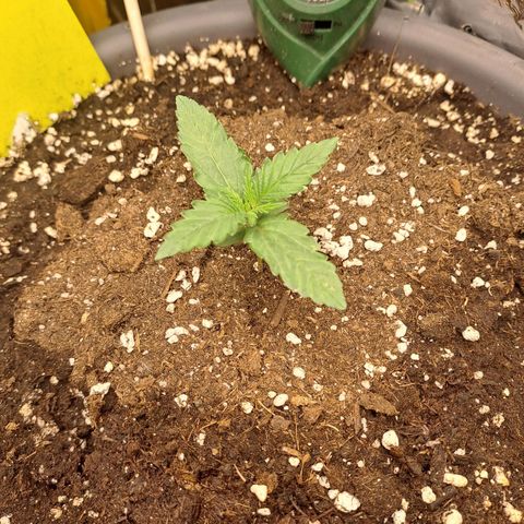 Quick One 3 growlog timeline photo