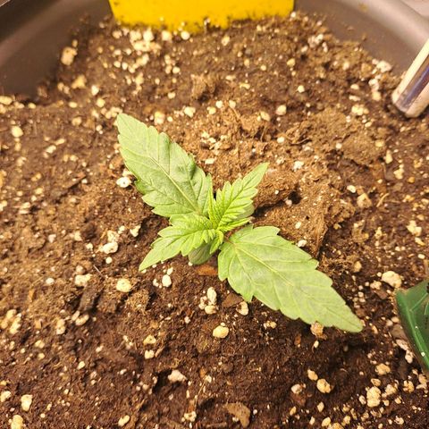 Quick One 2 growlog timeline photo