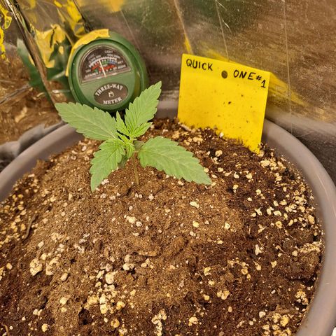 Quick One 1 growlog timeline photo