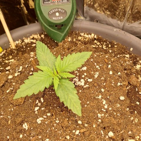 Quick One 3 growlog timeline photo
