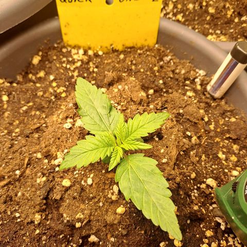 Quick One 2 growlog timeline photo