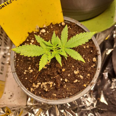 Cookies Gelato Automatic growlog timeline photo
