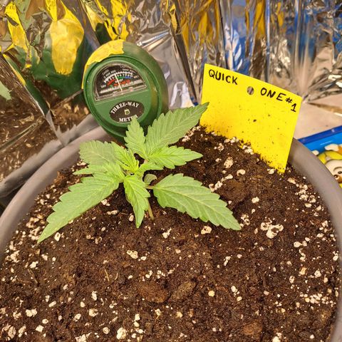 Quick One 1 growlog timeline photo