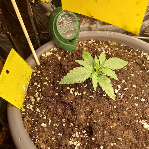 Quick One 3 growlog timeline photo