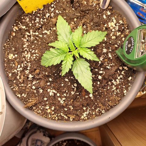 Quick One 2 growlog timeline photo