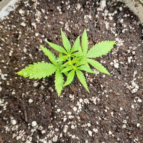 Cookies Gelato Automatic growlog timeline photo