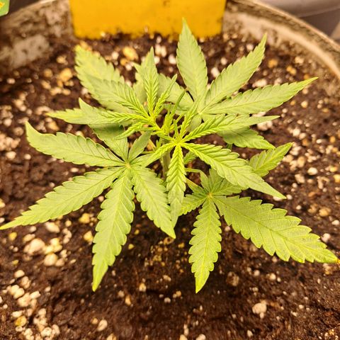 Cookies Gelato Automatic growlog timeline photo