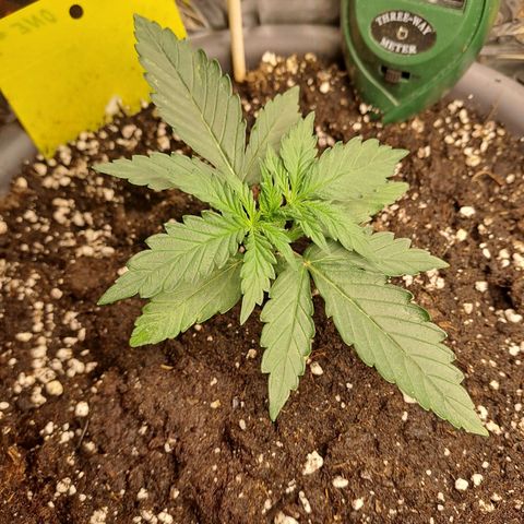 Quick One 3 growlog timeline photo