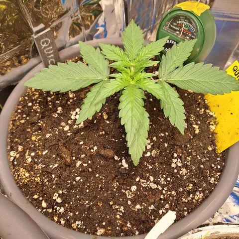 Quick One 1 growlog timeline photo