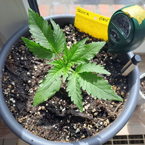 Quick One 2 growlog timeline photo