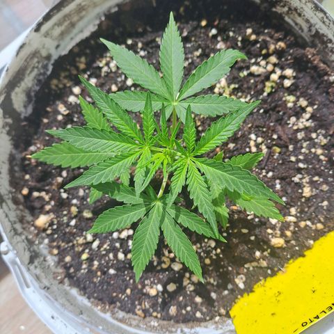 Cookies Gelato Automatic growlog timeline photo