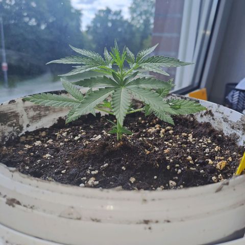 Cookies Gelato Automatic growlog timeline photo