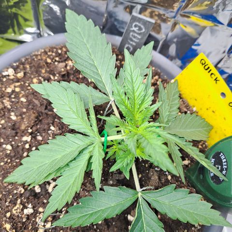 Quick One 1 growlog timeline photo