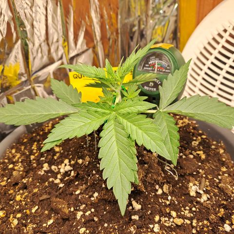 Quick One 1 growlog timeline photo