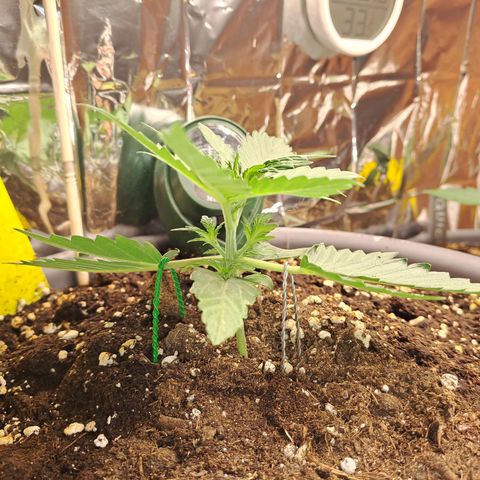 Quick One 3 growlog timeline photo