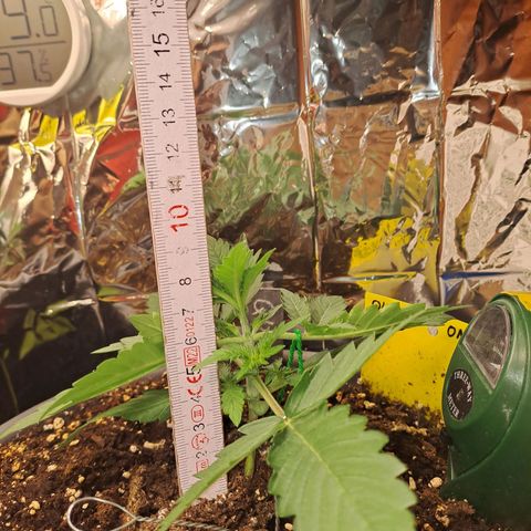 Quick One 1 growlog timeline photo