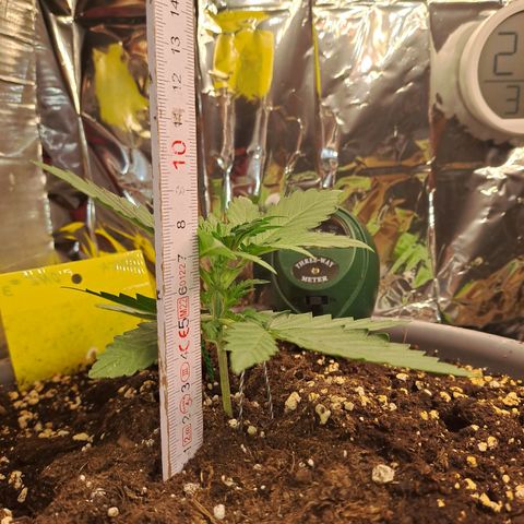Quick One 3 growlog timeline photo