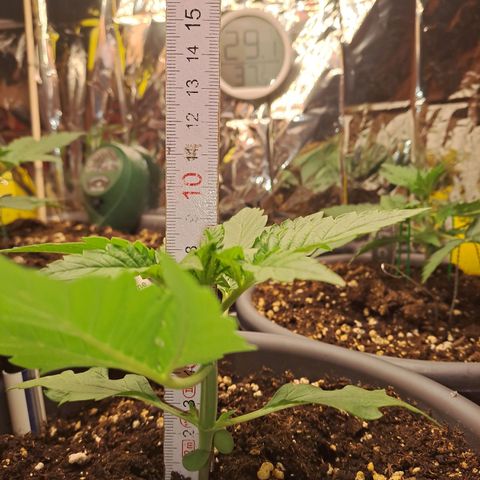 Quick One 2 growlog timeline photo