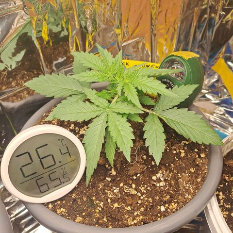 Quick One 1 growlog timeline photo