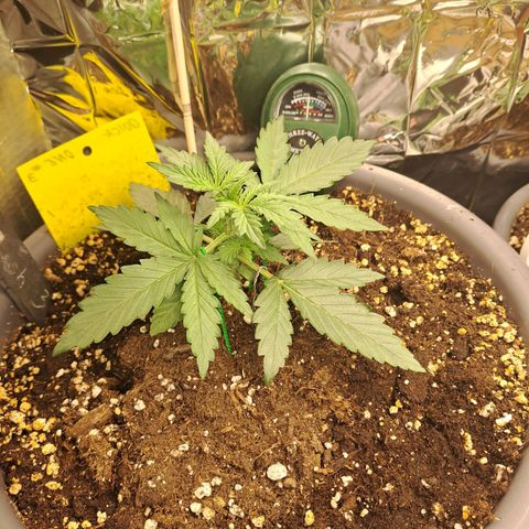 Quick One 3 growlog timeline photo