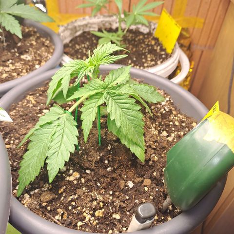 Quick One 2 growlog timeline photo