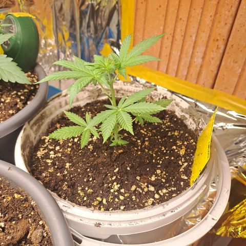 Cookies Gelato Automatic growlog timeline photo