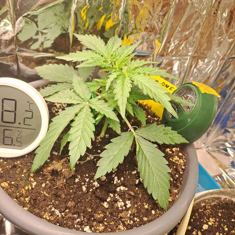 Quick One 1 growlog timeline photo