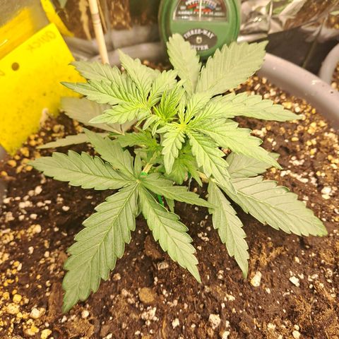 Quick One 3 growlog timeline photo