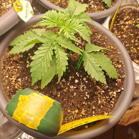 Quick One 2 growlog timeline photo