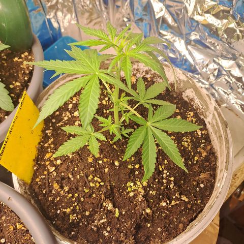 Cookies Gelato Automatic growlog timeline photo