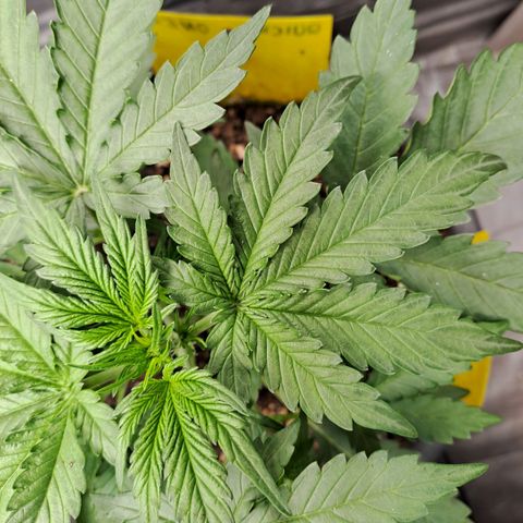 Quick One 1 growlog timeline photo