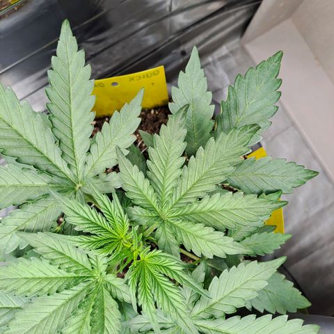 Quick One 1 growlog timeline photo