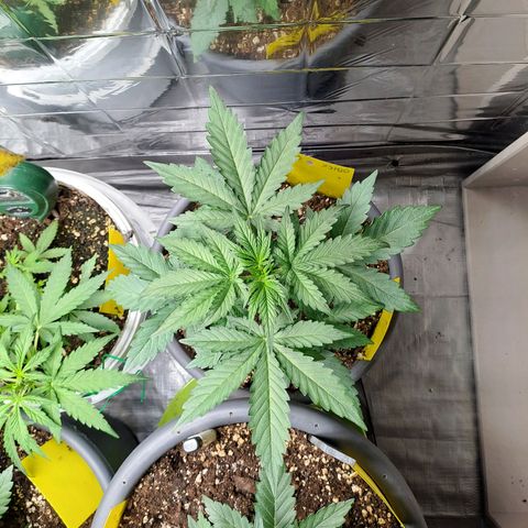 Quick One 1 growlog timeline photo
