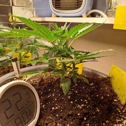 Quick One 3 growlog timeline photo