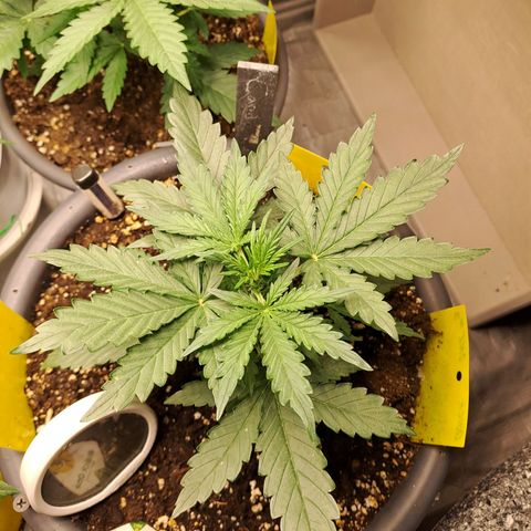 Quick One 3 growlog timeline photo