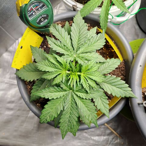 Quick One 2 growlog timeline photo