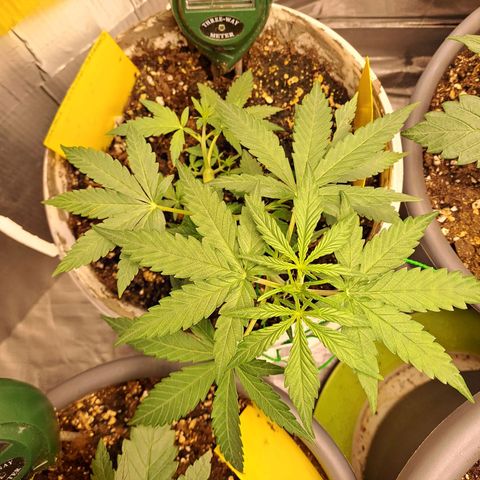 Cookies Gelato Automatic growlog timeline photo