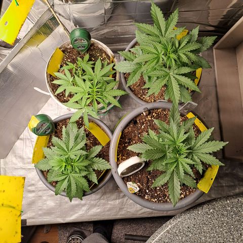 Quick One 3 growlog timeline photo